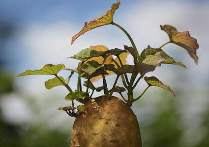 أي الأطعمة تقي من الإصابة بالسرطان؟