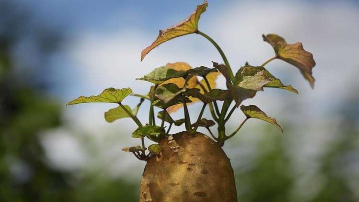 أي الأطعمة تقي من الإصابة بالسرطان؟
