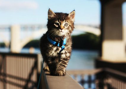 قطة تقتحم ممشى عرض أزياء في تركيا