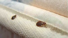 كيف تكتشف هجوم حشرات الفراش في منزلك؟