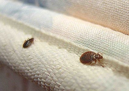 كيف تكتشف هجوم حشرات الفراش في منزلك؟