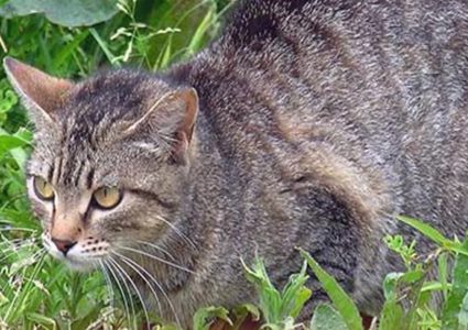 موت القطة التي كانت تتحدث "الإنجليزية"