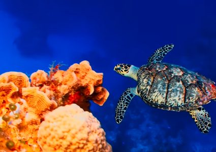 تناقص الكائنات البرية والبحرية بنسبة 60% في 40 عا