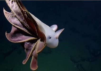 تصوير أخطبوط نادر في أعماق المحيط! (فيديو)