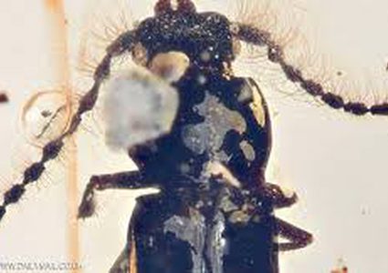 تعرفوا على الخنفساء التي حلت لغز تشكل قارات العالم