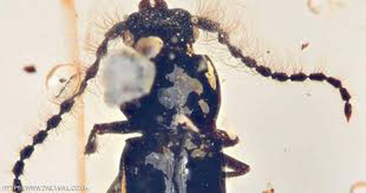 تعرفوا على الخنفساء التي حلت لغز تشكل قارات العالم