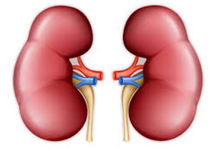 طبيب يستأصل كلية مريضته عن طريق الخطأ