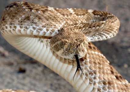 "إسرائيل" تعتمد أفعى فلسطين كأفعى وطنية إسرائيلية