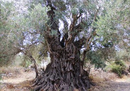 أكبر شجرة زيتون في العالم تتحدى الجدار في بيت لحم