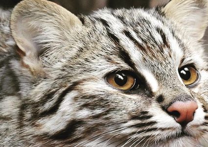 "قطة آمور" تظهر في حديقة حيوانات موسكو