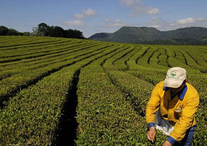 مواد غذائية تبطئ الشيخوخة!