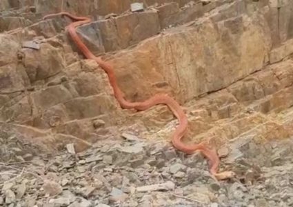 ثعبان ضخم يثير الذعر بين السعوديين