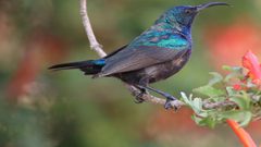 طائر فلسطين يواجه "الأسرلة" ويقاوم "التهويد"