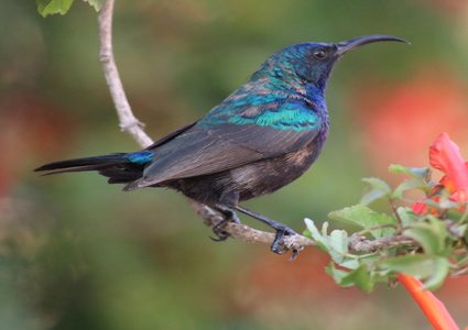 طائر فلسطين يواجه "الأسرلة" ويقاوم "التهويد"