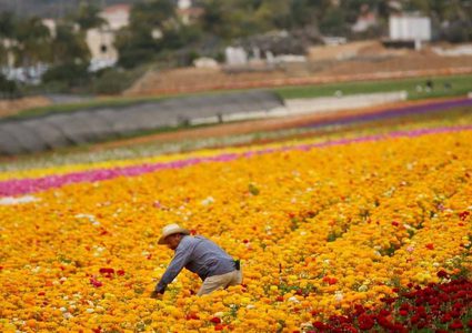 أستراليا تسهل شروط  الفيزا للمزارعين