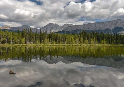 تقرير: الحياة البرية تتلاشى!