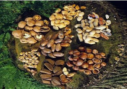 مواد غذائية تمنع زيادة الوزن