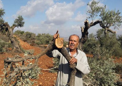 الاحتلال يخطر باقتلاع أشجار زيتون في الأغوار
