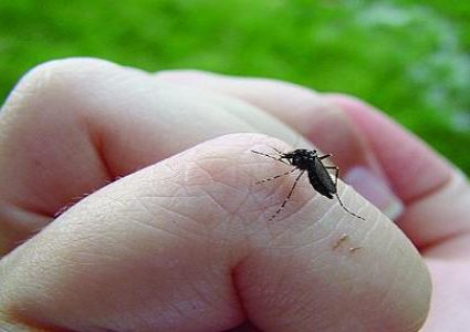 حمى الضنك‎: الأسباب، الأعراض، طرق العلاج