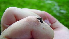 حمى الضنك‎: الأسباب، الأعراض، طرق العلاج