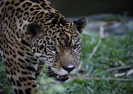 بلمح البصر.. فهد يجهز على ضحيته أمام الجميع!