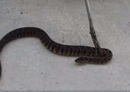 الاحتلال يعتمد أفعى فلسطين كأفعى وطنية إسرائيلية