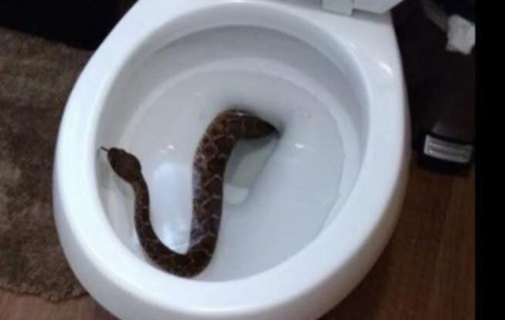 إخراج أفعى من حمام منزل في نابلس