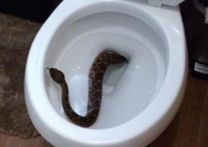 إخراج أفعى من حمام منزل في نابلس