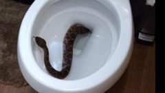 إخراج أفعى من حمام منزل في نابلس