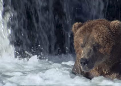 طفل يضحي بنفسه لينقذ قريبه من دب بري هائج