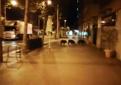 حيوانات الغابة يثيرون قلق الناس في برشلونة!