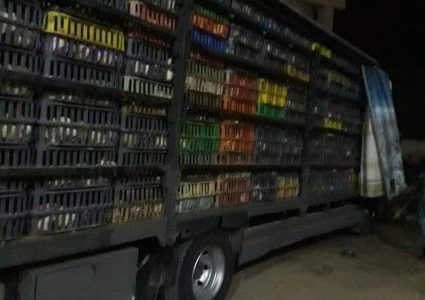 ضبط (٣٨٠٠) دجاجة روك منتهية الإنتاجية في طولكرم