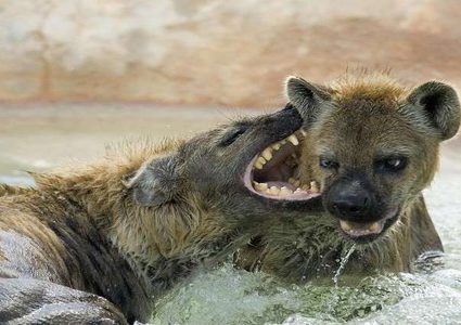 ضباع جبانة تهاجم زرافة مصابة.. والنهاية سعيدة!