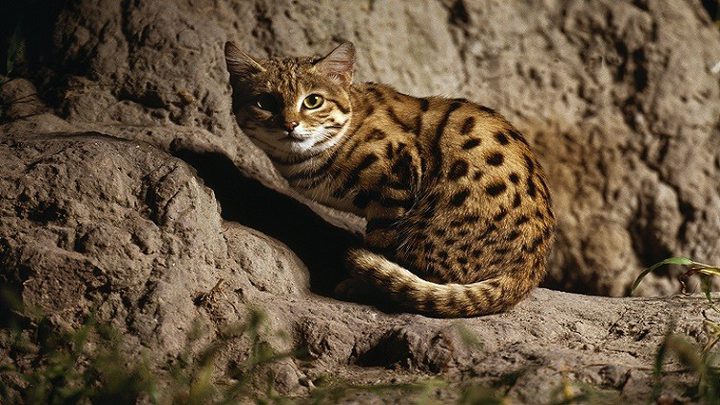 القط الأكثر دموية على وجه الأرض!(صورة)