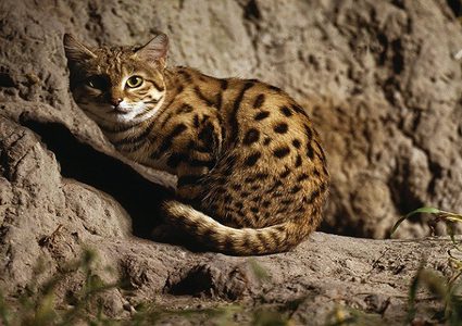 القط الأكثر دموية على وجه الأرض!(صورة)