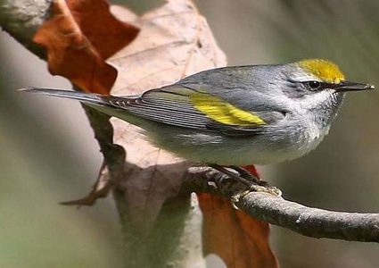 اكتشاف سر الطائر النادر الذي حير العلماء