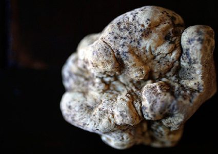 حبة كمأة بـ 85 ألف يورو!(صورة)