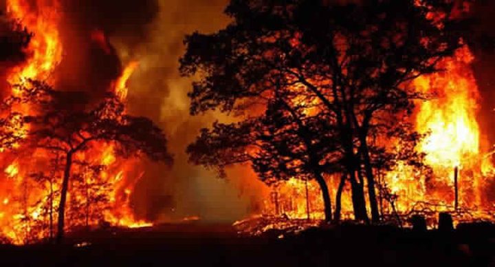 طوارئ في كاليفورنيا بارتفاع ضحايا الحرائق لـ 50