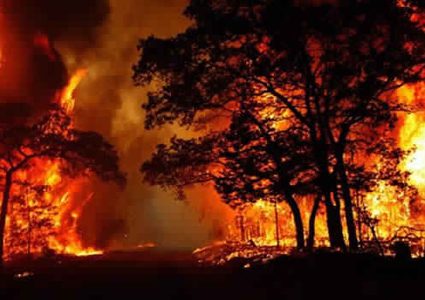 طوارئ في كاليفورنيا بارتفاع ضحايا الحرائق لـ 50