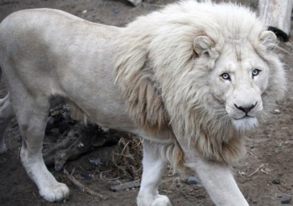 جدل حول بيع أسد أبيض نادر بالمزاد العلني