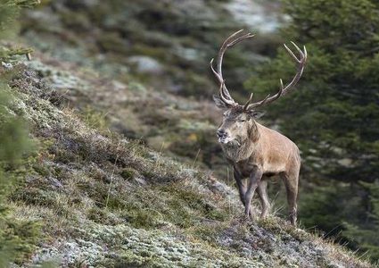 شاهد سقوط "الصياد" والفريسة من جرف صخري!
