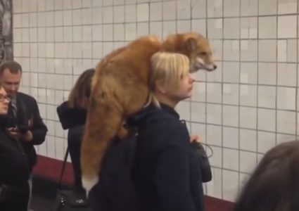 امرأة تثير الدهشة بثعلب في محطة مترو بموسكو