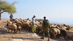 الاحتلال ينكل برعاة الفارسية بالأغوار