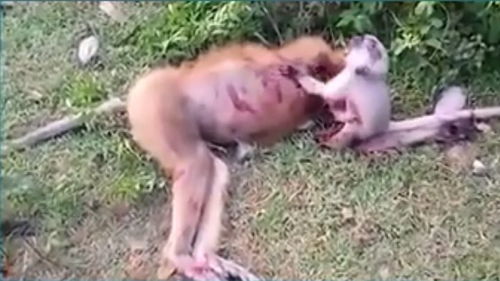مشهد مؤثر قرد صغير يبكي أمه الميتة محاولا "إيقاظها