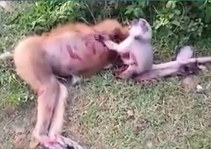 مشهد مؤثر قرد صغير يبكي أمه الميتة محاولا "إيقاظها