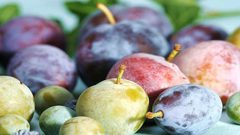 البرقوق يحمي من الشيخوخة والسرطان