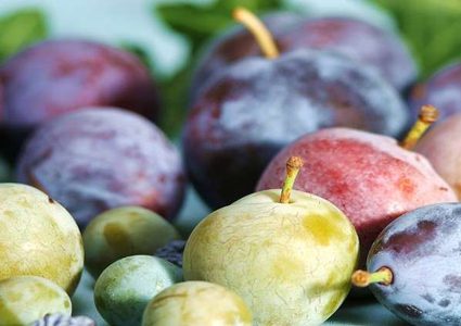 البرقوق يحمي من الشيخوخة والسرطان