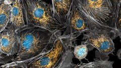 من المسؤول عن صفات خلايا"الميتوكوندريا"في الأجنة؟