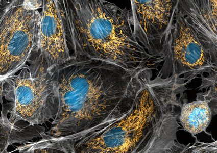 من المسؤول عن صفات خلايا"الميتوكوندريا"في الأجنة؟