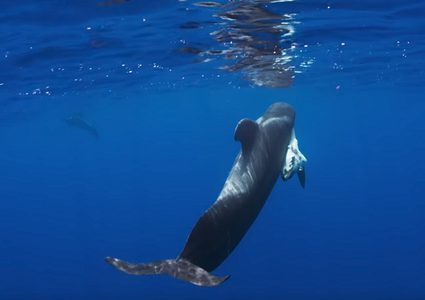 نفوق 145 حوتا على شواطئ نيوزيلندا (فيديو)